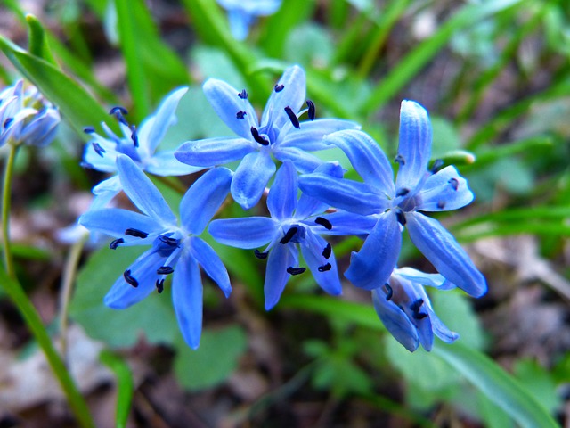 Mit seinen tief blauen, sternf&ouml;rmigen Bl&uuml;ten ist der Blaustern ein wahrer Hingucker