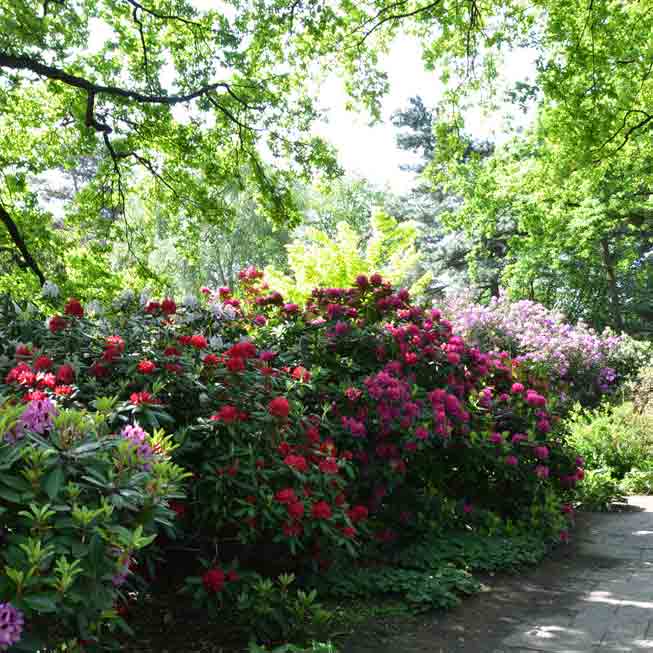 Foto: BGL. - Da Rhododendren ihren natürlichen Standort im Wald haben, bevorzugen sie auch im Garten einen halbschattigen Platz.