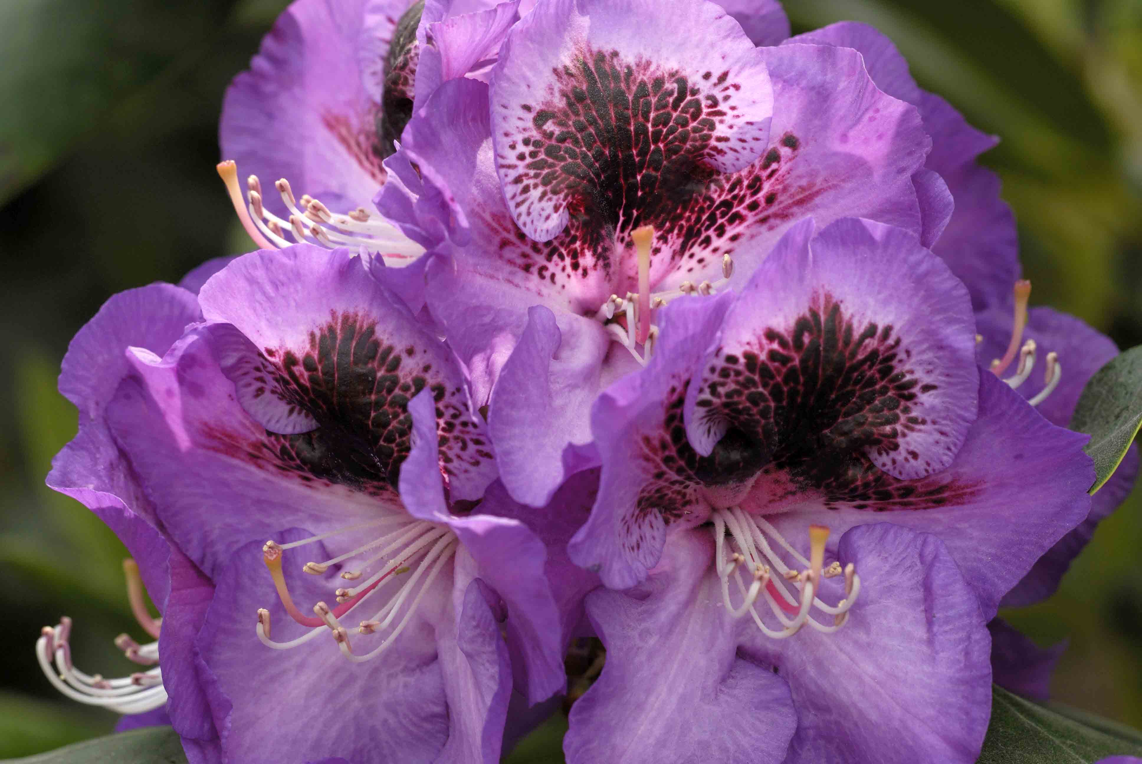 Rhododendren, die auch in schweren, ton- und lehmhaltigen B&ouml;den mit hohen pH-Werten ein vitales und kr&auml;ftiges Wachstum entwickeln.